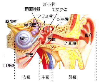 人の耳の構造
